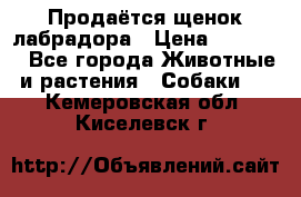 Продаётся щенок лабрадора › Цена ­ 30 000 - Все города Животные и растения » Собаки   . Кемеровская обл.,Киселевск г.